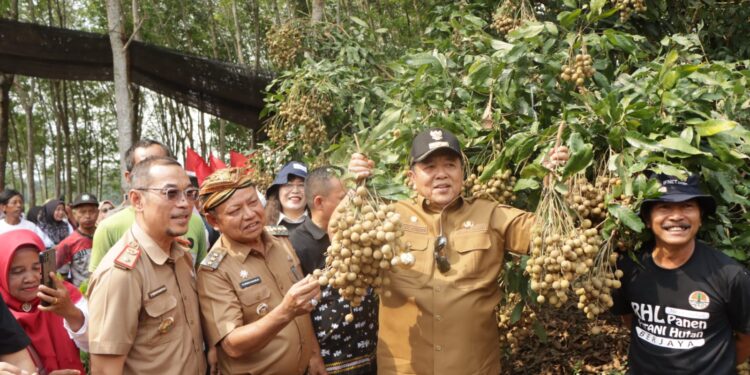 Kunjungan Kerja ke Kabupaten Lampung Timur, Gubernur Arinal Panen Kelengkeng Itoh, Temui Petani dan Peternak serta Serahkan Sejumlah Bantuan