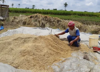 Harga Gabah Melambung, Perpadi Lampung Minta Pemerintah Kendalikan Distribusi ke Luar Daerah