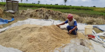 Harga Gabah Melambung, Perpadi Lampung Minta Pemerintah Kendalikan Distribusi ke Luar Daerah