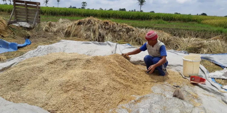 Harga Gabah Melambung, Perpadi Lampung Minta Pemerintah Kendalikan Distribusi ke Luar Daerah